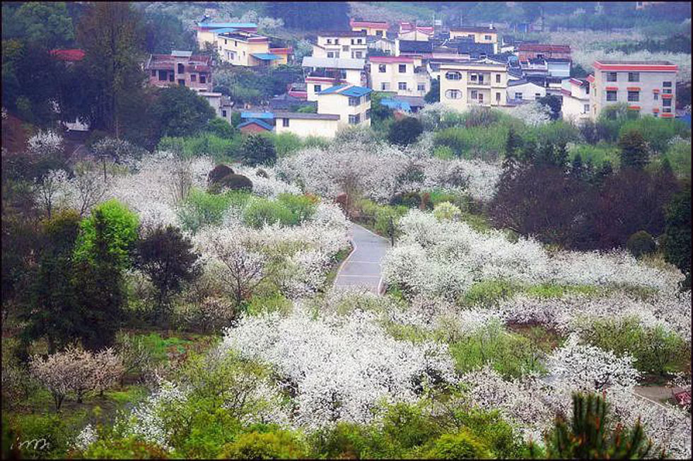 【春天，广西桂林灌阳县向您发出邀请！】我们在灌阳看梨花 - 游山玩水 - 广安生活社区 - 广安28生活网 ga.28life.com