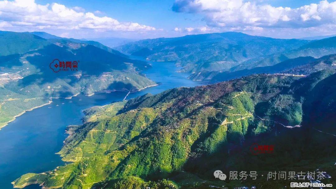 时间果百年古树龙珠普洱生茶 - 购物交流 - 广安生活社区 - 广安28生活网 ga.28life.com