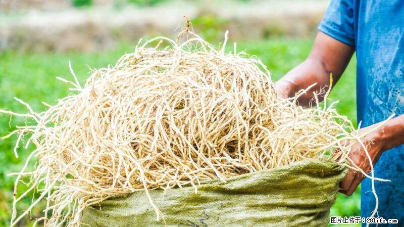 堪称“最难吃”的蔬菜,却是 “抗辐射神器”,还能护肺、清热、止咳化痰! - 广安生活资讯 - 广安28生活网 ga.28life.com