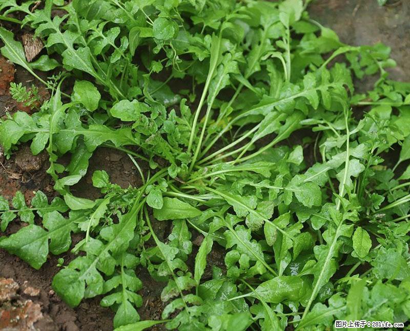 这些蔬菜是“天然钙片”，这6种被医生重点推荐 - 广安生活资讯 - 广安28生活网 ga.28life.com