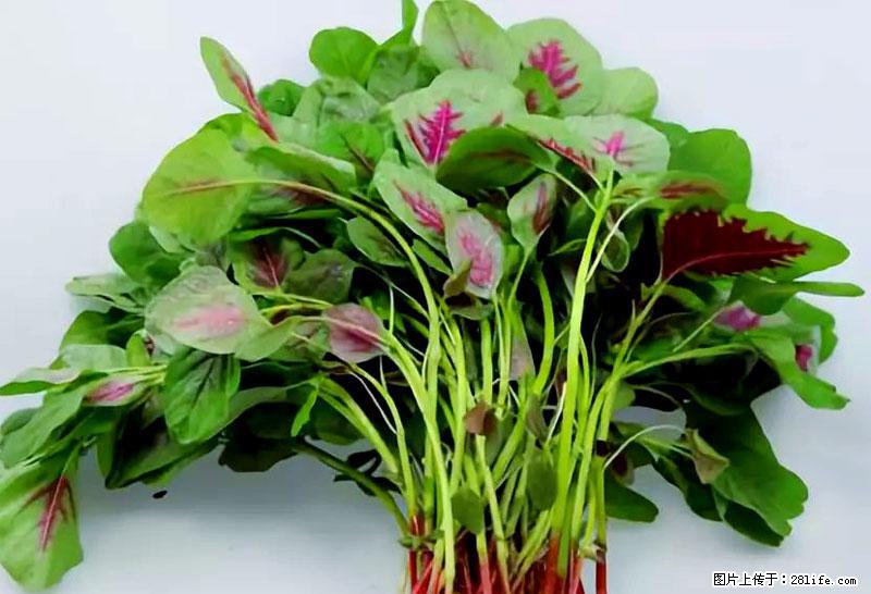 这些蔬菜是“天然钙片”，这6种被医生重点推荐 - 广安生活资讯 - 广安28生活网 ga.28life.com